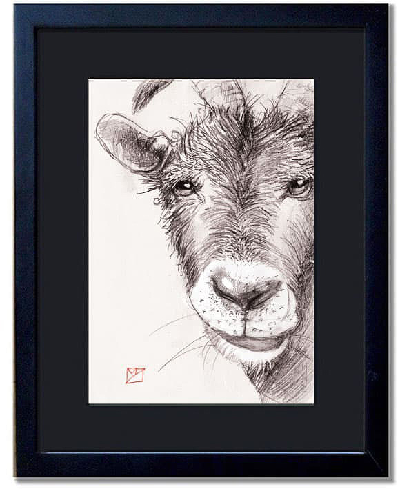for sale-goat2
